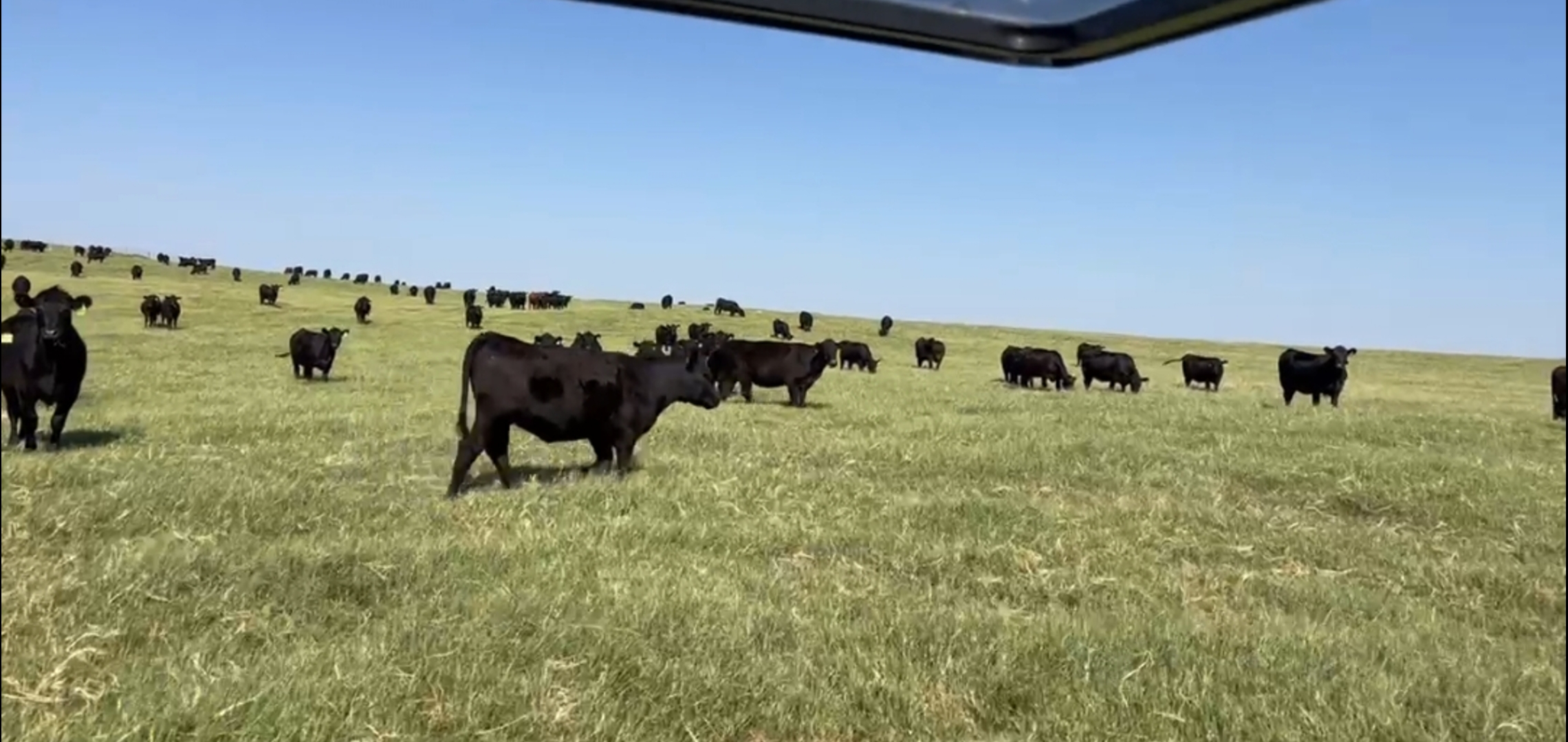 1830 - Replacement Heifers - Bred Red Angus, Blk Angus, Blk Baldy - Texas